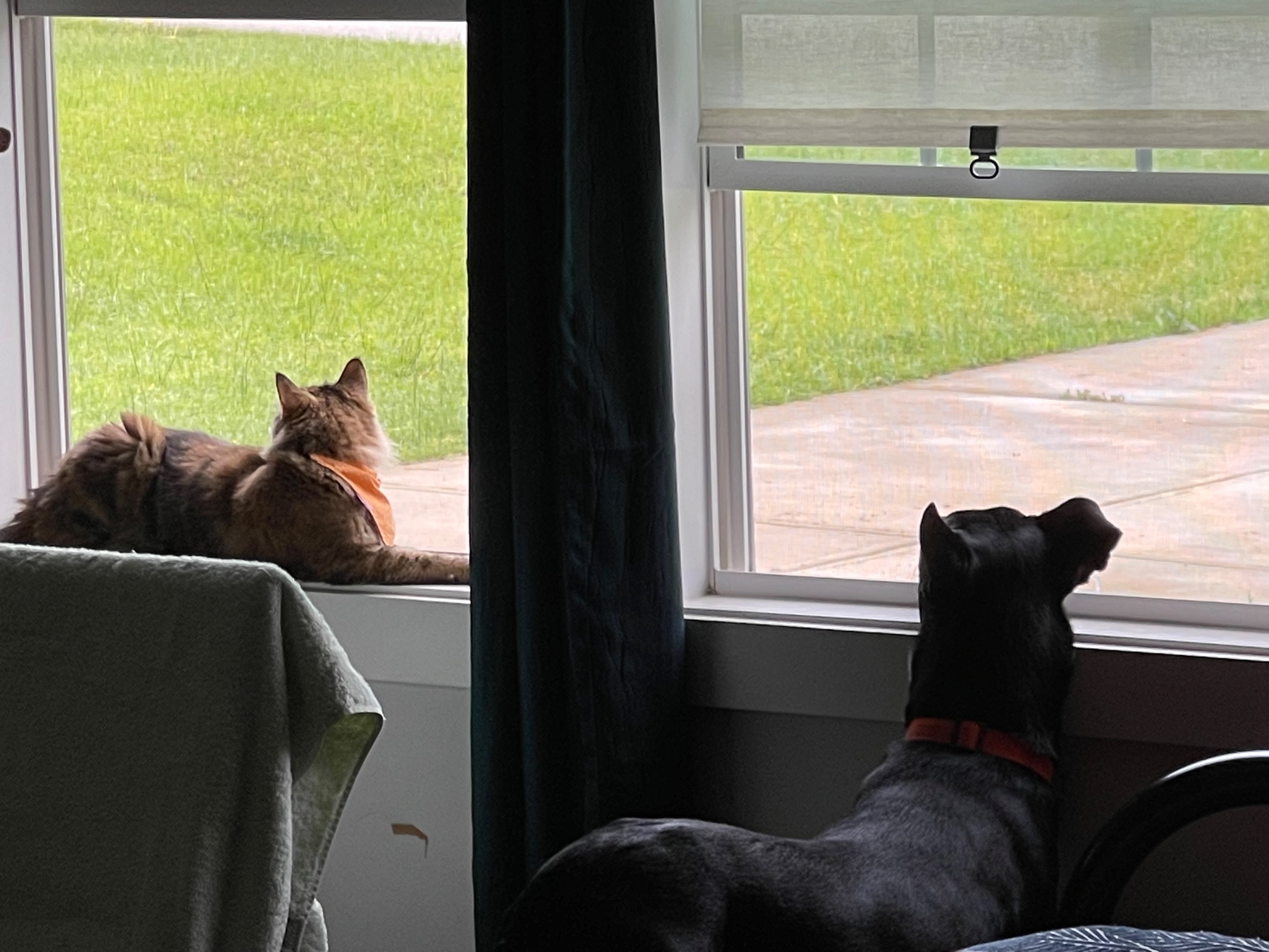 A brown longhair cat with an orange bandanna and a black dog wearing an orange collar are looking out of a window.